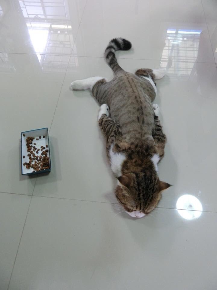 【猫おもしろ画像】床のひんやりを堪能する猫（笑）