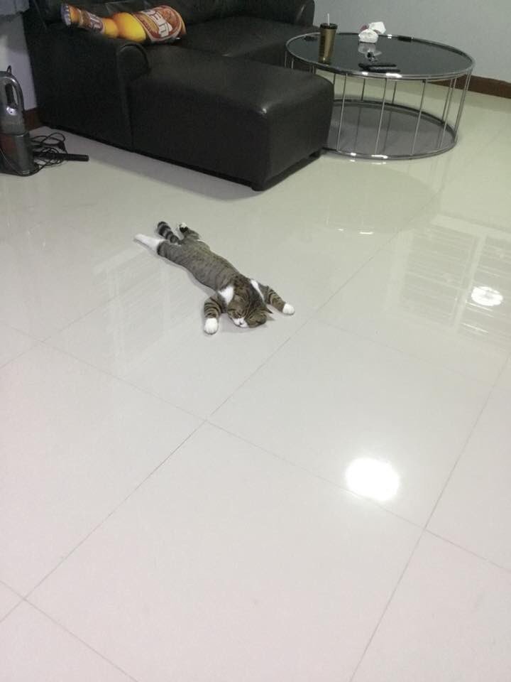【猫おもしろ画像】床のひんやりを堪能する猫（笑）