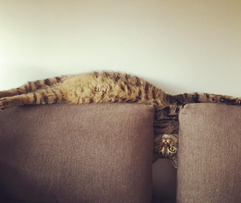 【猫おもしろ画像】ソファーですごい体勢でくつろぐ猫（笑）