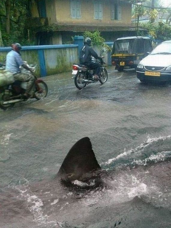 タイの洪水で街中を泳ぐサメ（笑）