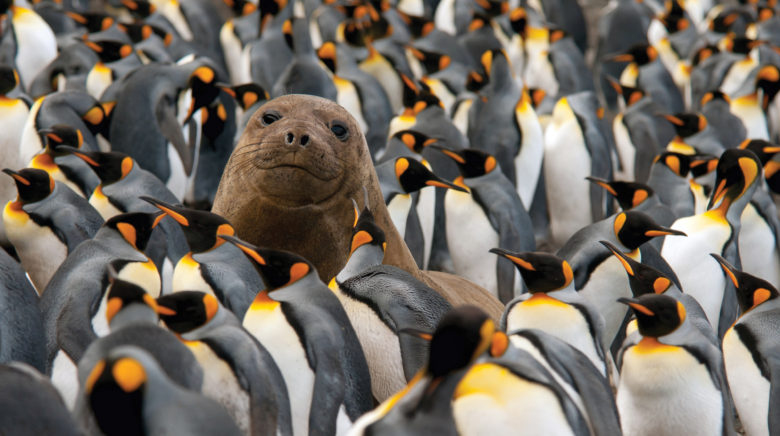 【アザラシおもしろ画像】南極でペンギンに囲まれてシュールな表情のアザラシ（笑）