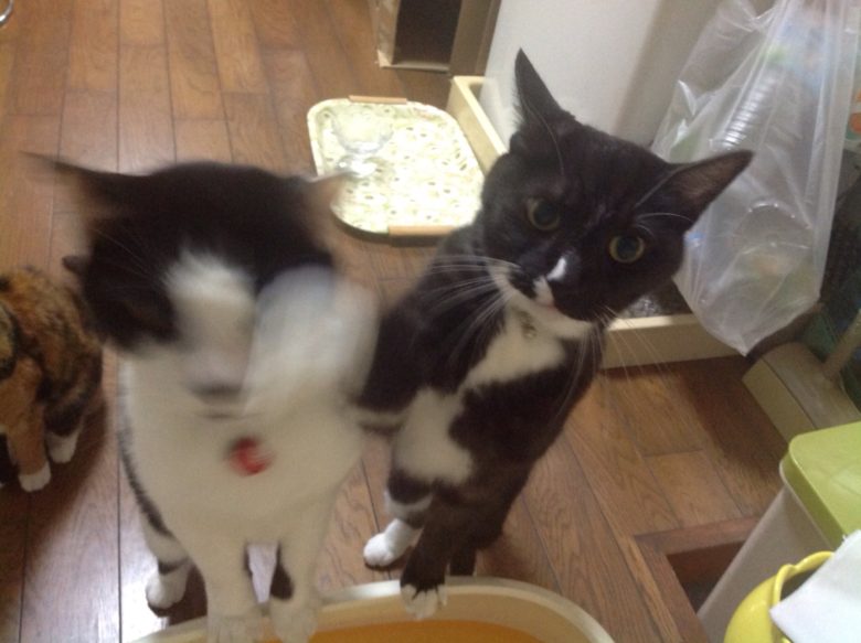 【猫おもしろ画像】ご飯を待っている間に仲間をボコボコにする猫（笑）