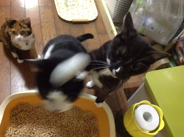 【猫おもしろ画像】ご飯を待っている間に仲間をボコボコにする猫（笑）