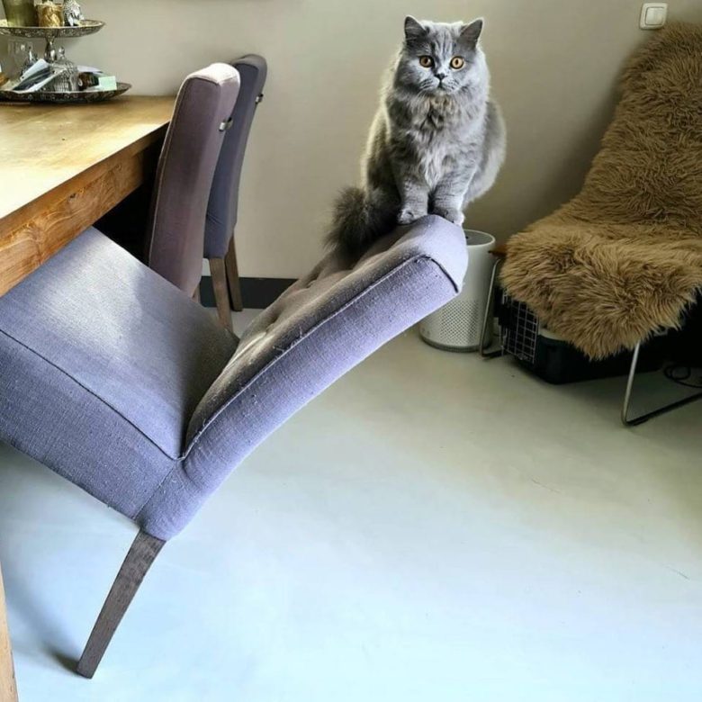 【猫おもしろ画像】テーブルに引っかかった椅子に立つ猫（笑）