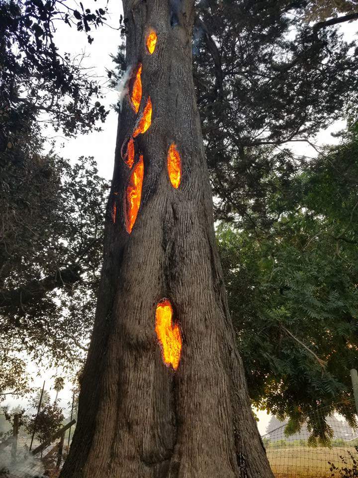 【自然災害衝撃画像】カリフォルニアの大規模山火事で発見された、内部が燃える木！