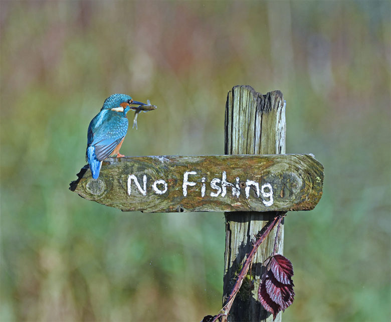 【鳥おもしろ画像】魚釣り禁止看板の上で魚をくわえる鳥（笑）