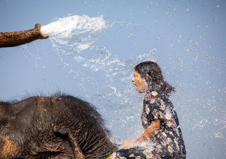 【象おもしろ画像】象の背中で水を浴びる女性（笑）