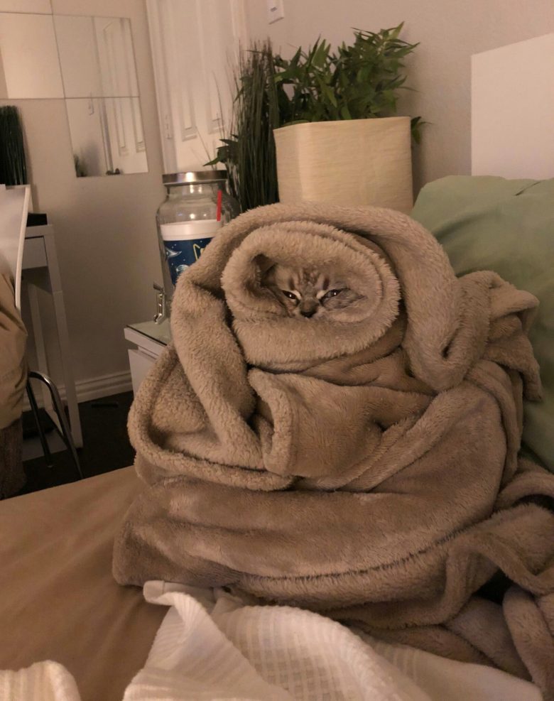【猫おもしろ画像】寒すぎて毛布でぐるぐる巻きになる猫（笑）