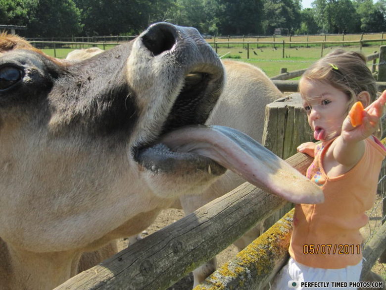 【子どもおもしろ画像】舌を出す牛の真似をする子ども（笑）