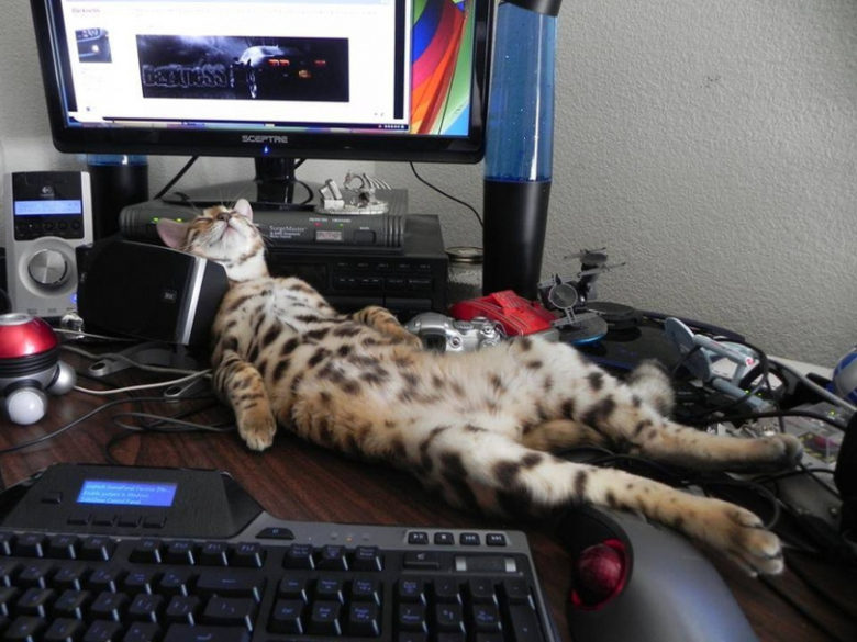 【猫おもしろ画像】パソコンデスクで気持ちよさそうに眠る猫（笑）