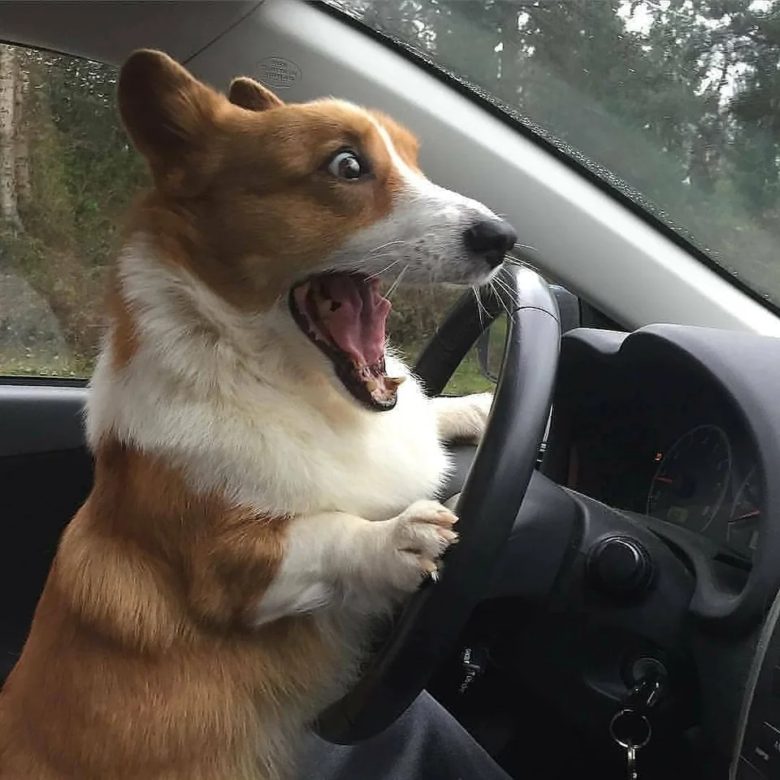 【犬おもしろ画像】車を運転していて驚くコーギー（笑）