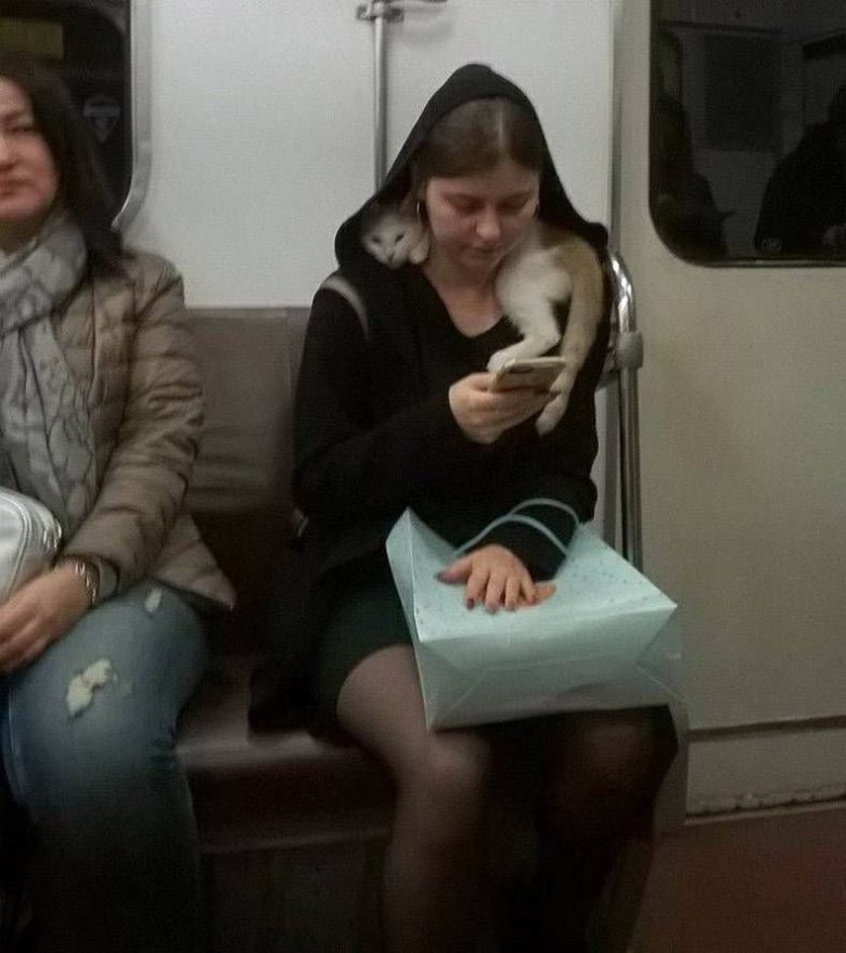 【海外電車おもしろ画像】海外の電車で、猫をマフラー代わりにする人（笑）