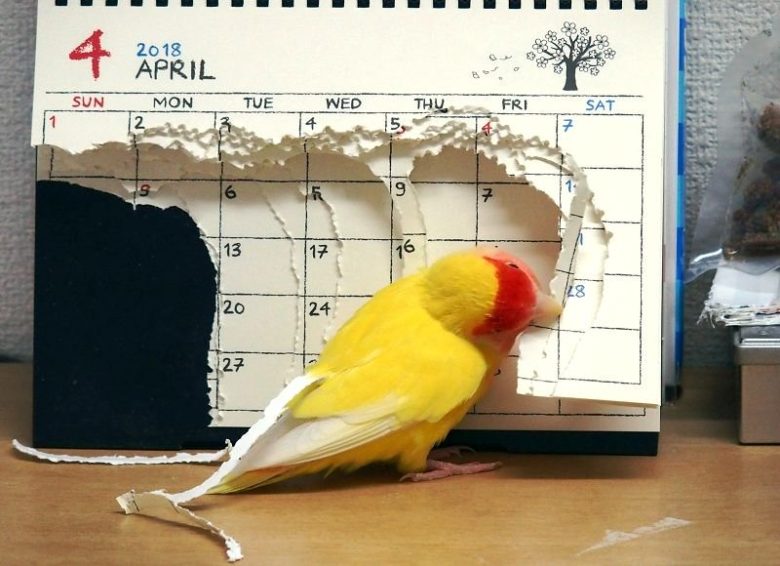 【インコおもしろ画像】カレンダーを大胆にちぎるインコ（笑）