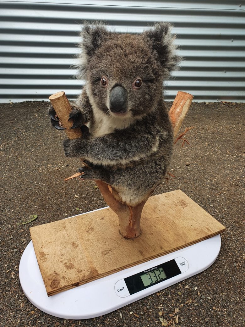 【コアラおもしろ画像】コアラのかわいすぎる体重測定（笑）