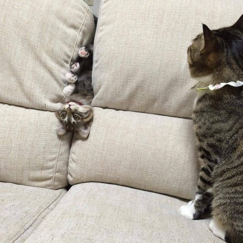 【猫おもしろ画像】ソファーに挟まる子猫を眺める猫（笑）