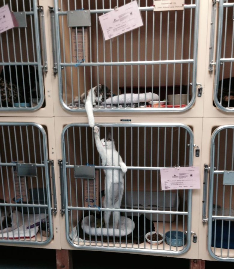 【猫おもしろ画像】違う檻同士で手を取り合う保護施設の猫たち（笑）