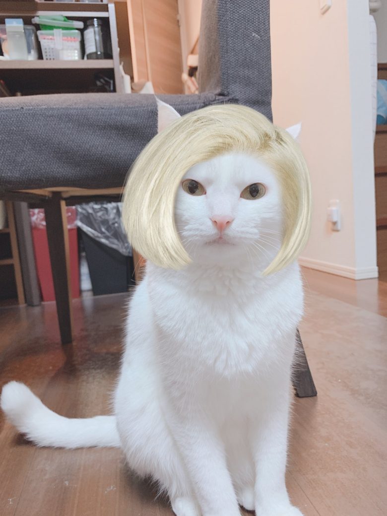 【猫おもしろ画像】アプリでヘアスタイルを変更した猫（笑）