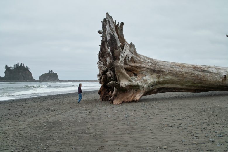 ワシントン州の海岸に流れ着いた巨大流木（笑）