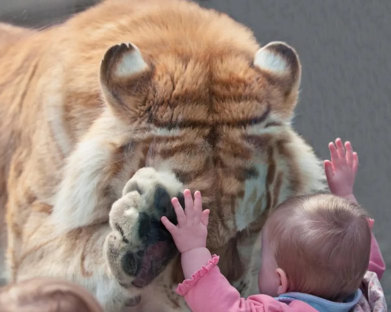 【トラと赤ちゃんおもしろ画像】動物園で赤ちゃんとガラス越しに手を合わせるトラ（笑）