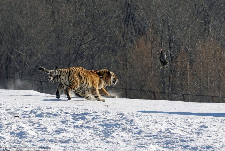 【トラおもしろ画像】鳥を捕まえようとして、雪で滑ってこけるトラ（笑）
