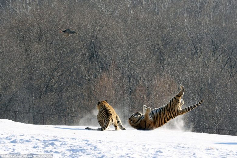 【トラおもしろ画像】鳥を捕まえようとして、雪で滑ってこけるトラ（笑）