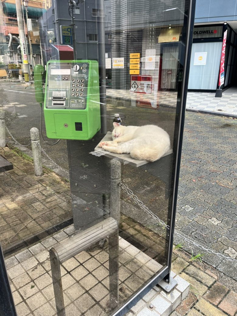 【台風猫おもしろ画像】台風から避難したと思われる公衆電話ボックスの猫（笑）
