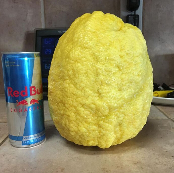 【巨大レモン画像】缶ジュースよりも大きなレモン（笑）