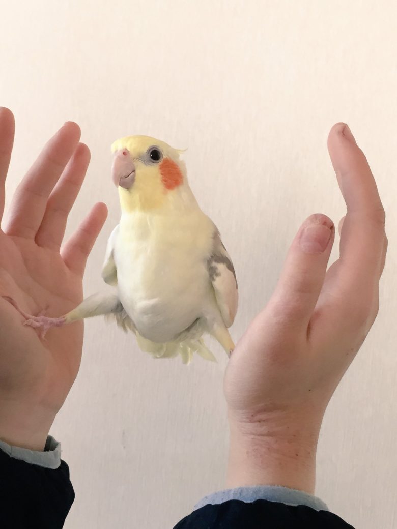 【鳥おもしろ画像】人間の手のひらを支えにして立つ鳥（笑）
