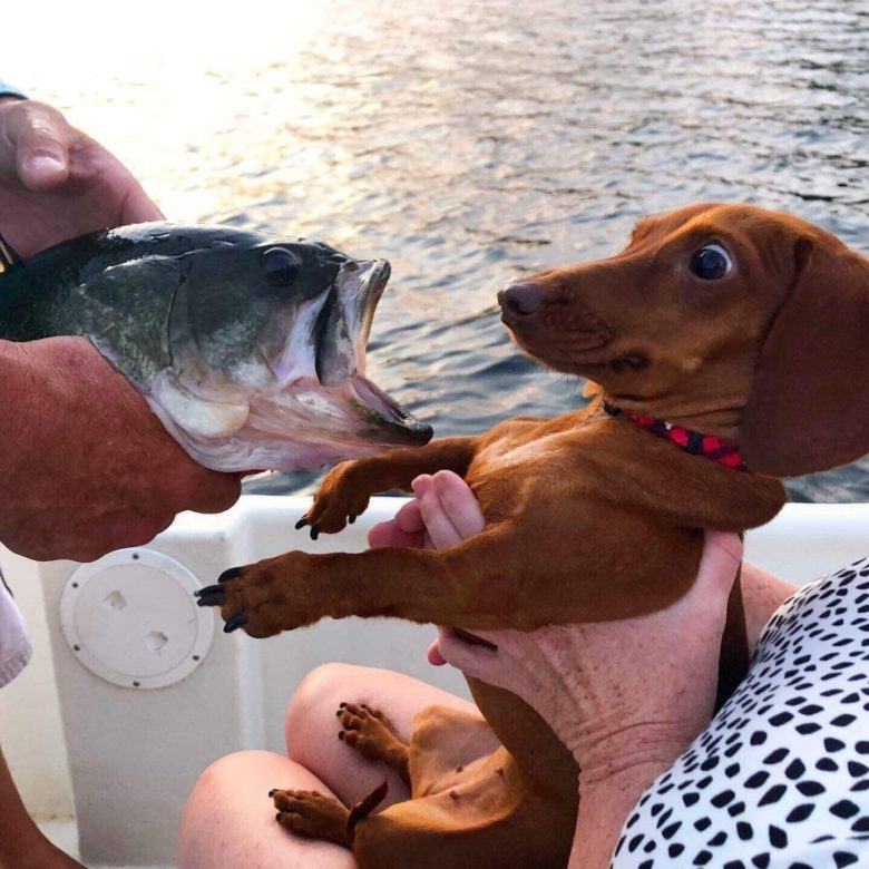 【犬おもしろ画像】釣ったばかりの魚に驚く犬（笑）
