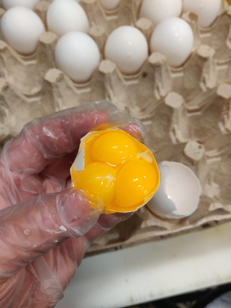 【卵おもしろ画像】卵黄が3つも入った卵（笑）