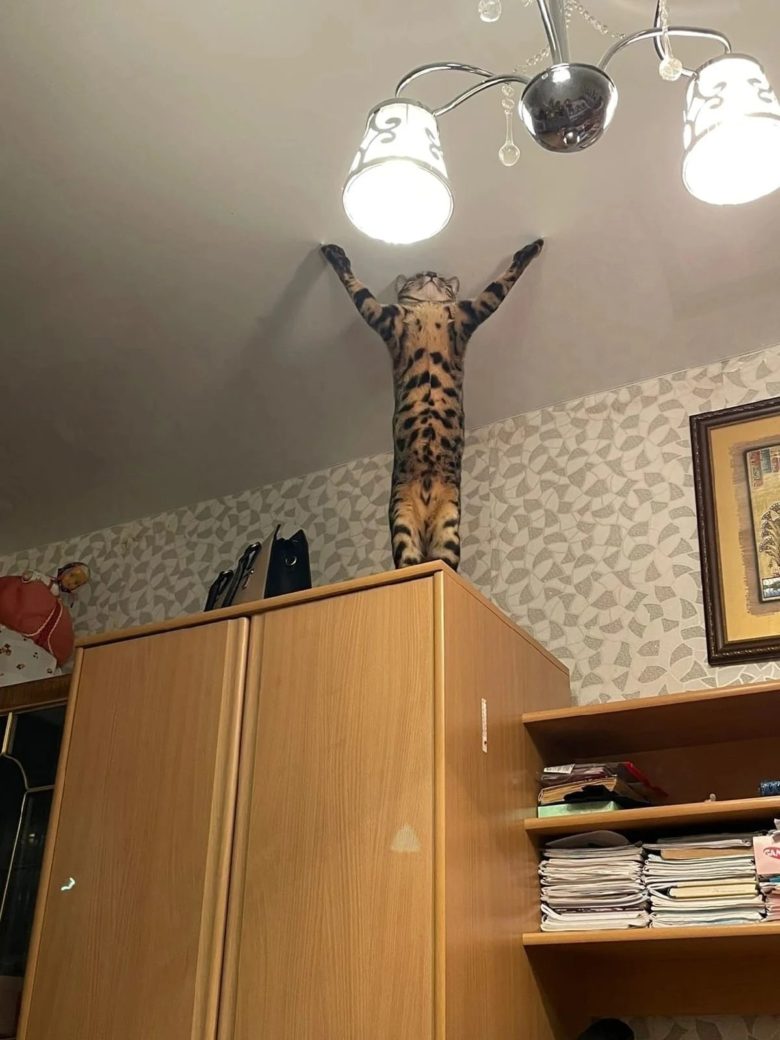 【猫おもしろ画像】2本足で立ち、天井を支える猫（笑）