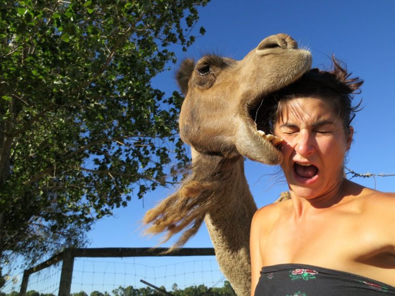 ラクダと一緒に撮影しようとして、頭をかじられる女性（笑）