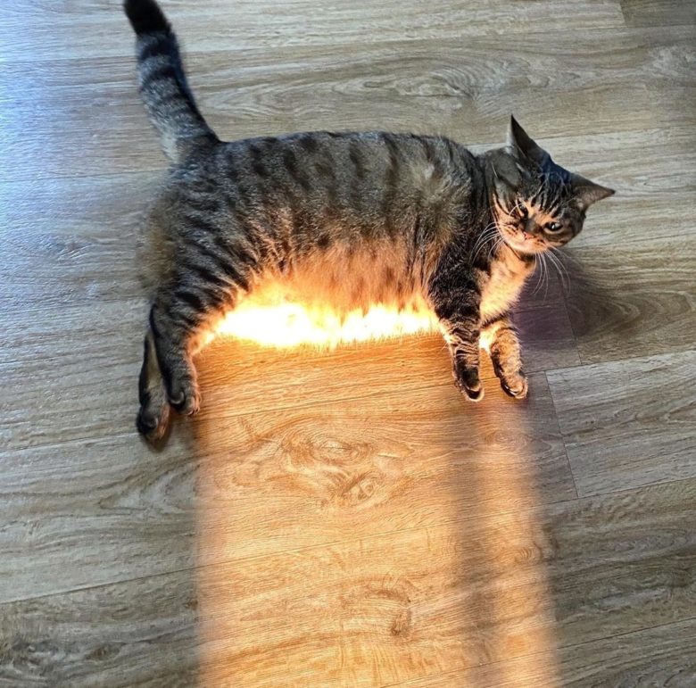 【猫おもしろ画像】窓から差し込む日の光を全て受け止める猫（笑）