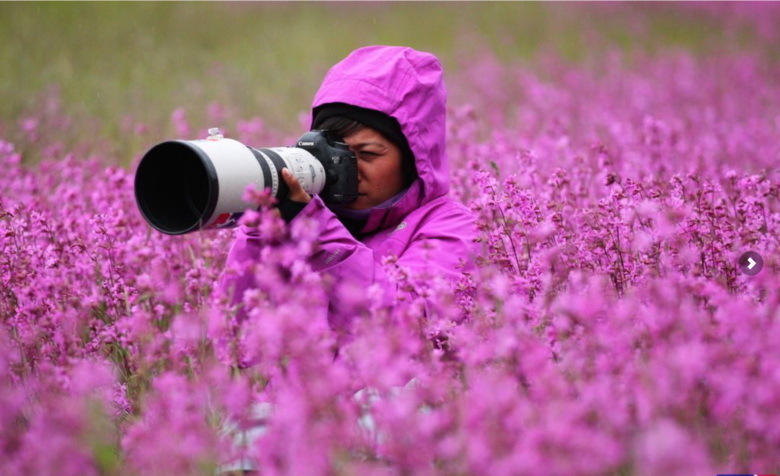 【プロカメラマンおもしろ画像】花畑に同化するプロカメラマン！