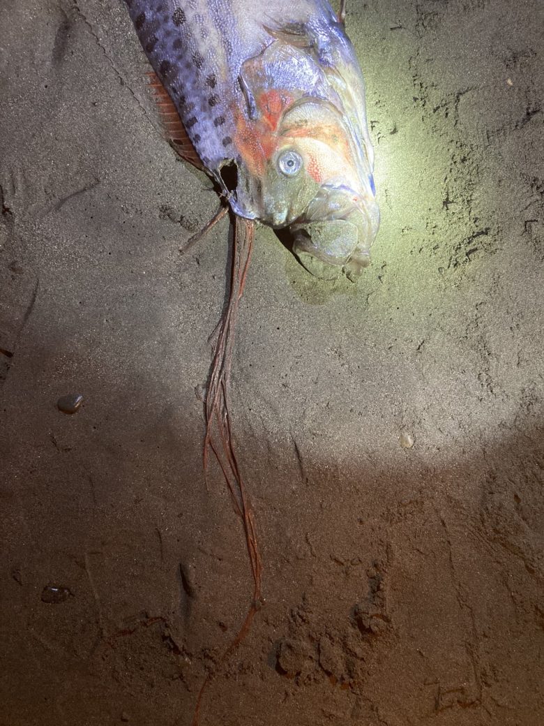 湘南の海に打ち上げられた深海魚リュウグウノツカイ！