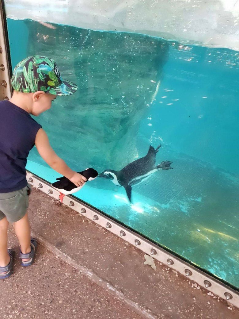 【子ども水族館おもしろ画像】子どもが持つペンギンのぬいぐるみに反応するペンギン（笑）