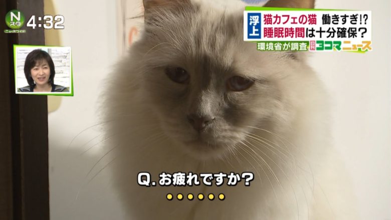 【猫おもしろ画像】疲れが表情に出てる猫カフェの猫（笑）
