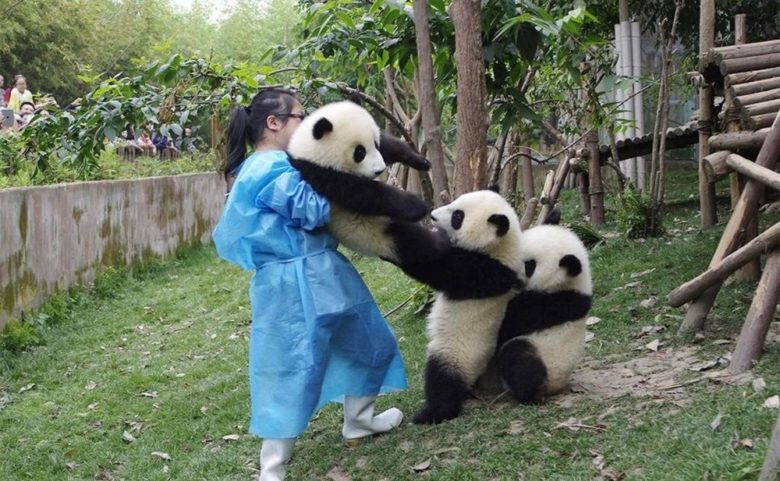 【パンダおもしろ画像】飼育員に仲間を連れて行かれまいと止めるパンダたち（笑）