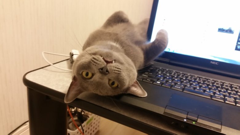 【パソコン猫おもしろ画像】パソコンに触ろうとすると攻撃してくる猫（笑）