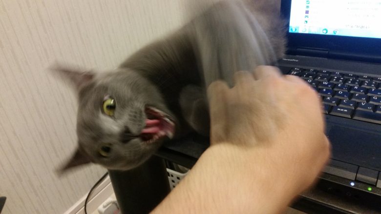 【パソコン猫おもしろ画像】パソコンに触ろうとすると攻撃してくる猫（笑）