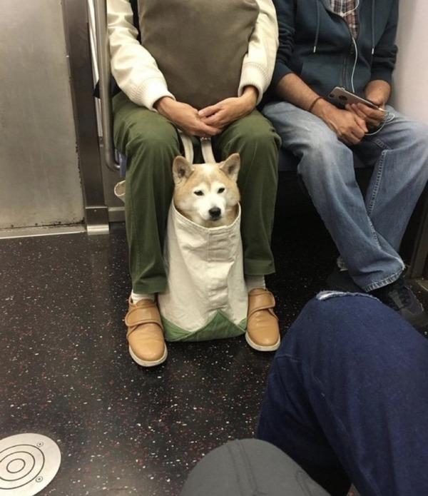 【電車の犬おもしろ画像】電車内でトートバッグに収まって静かにしている犬（笑）