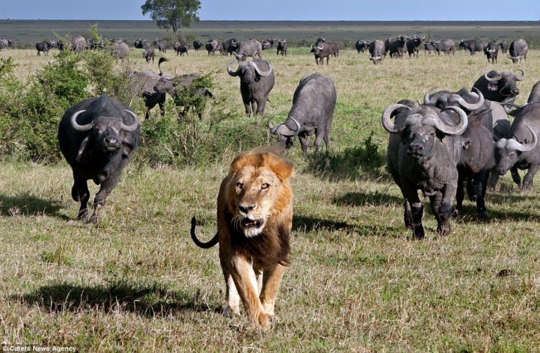 【ライオンおもしろ画像】バッファローの群れに追われて逃げるライオン（笑）