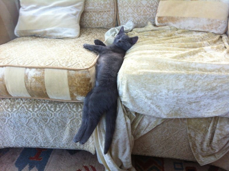 【猫おもしろ画像】ソファーの隙間に挟まって眠る猫（笑）