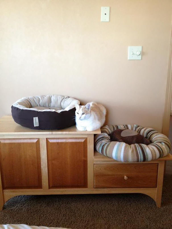 【猫おもしろ画像】猫用ベッドの間に座る猫（笑）