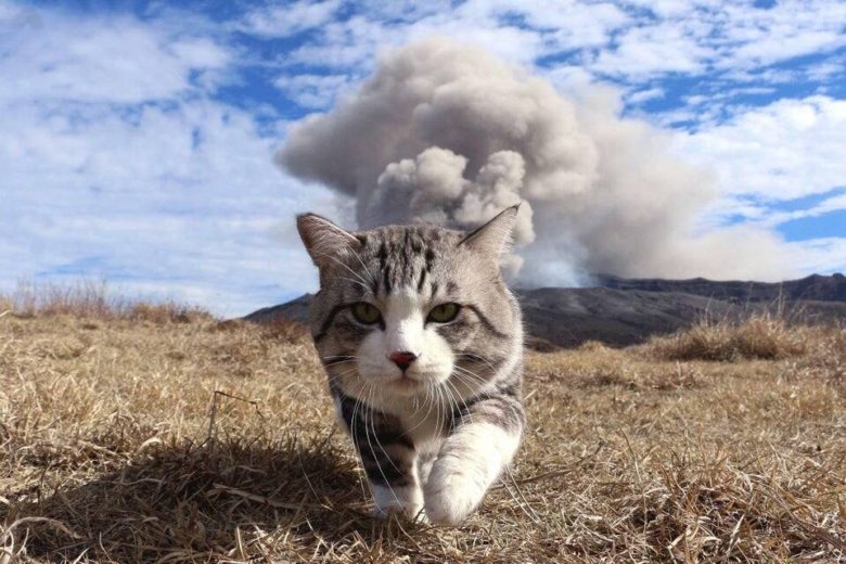 【猫おもしろ画像】阿蘇山の噴火と猫（笑）